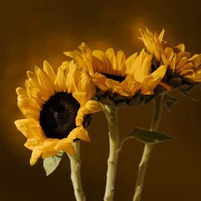 Zoom oil painting project