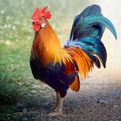 Zoom oil painting project